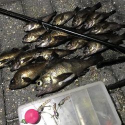 コロナに負けずコスモに